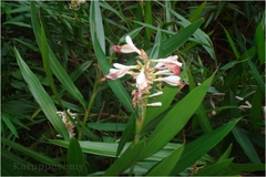 Alpinia calcarata